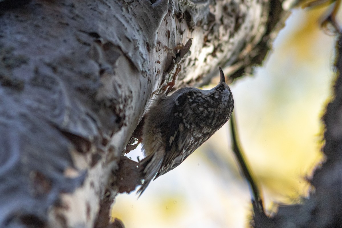 Brown Creeper - ML388887001