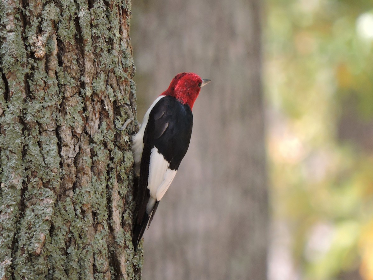 Red-headed Woodpecker - ML38888751