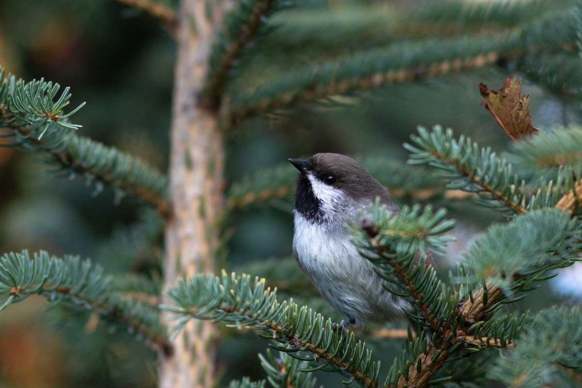 Boreal Chickadee - ML388887601