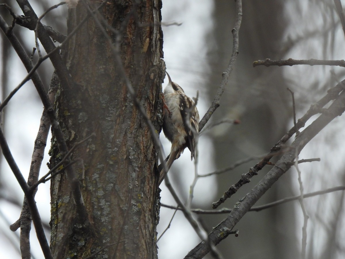 Brown Creeper - ML388887641