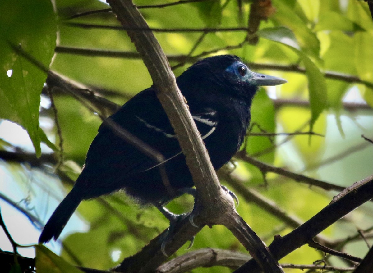 Bare-crowned Antbird - ML388888411