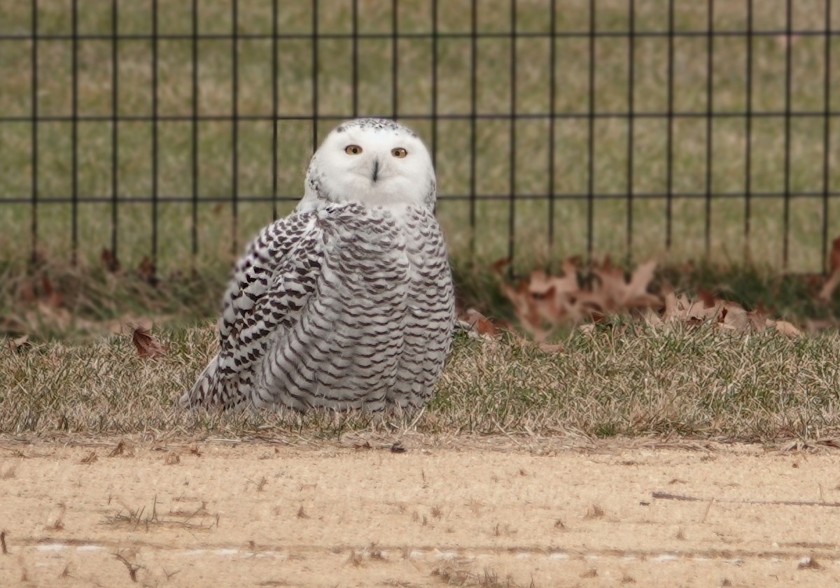 Snowy Owl - ML388888491