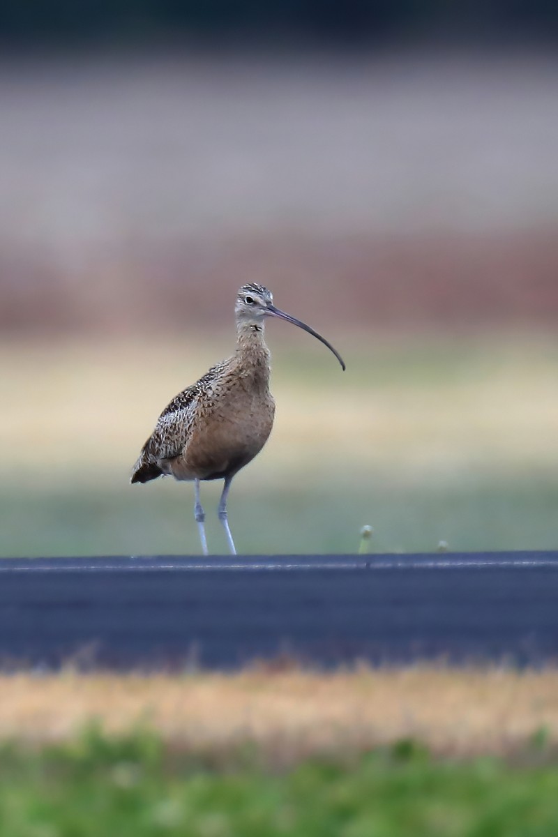 Long-billed Curlew - Doug Hommert