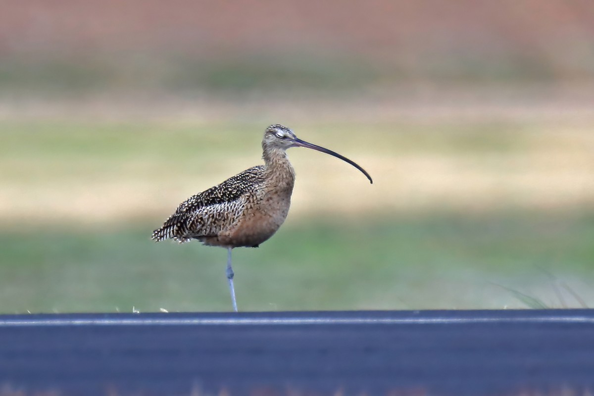 Long-billed Curlew - Doug Hommert