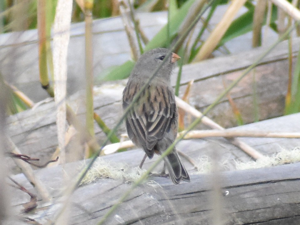 Plain-colored Seedeater - ML388889301