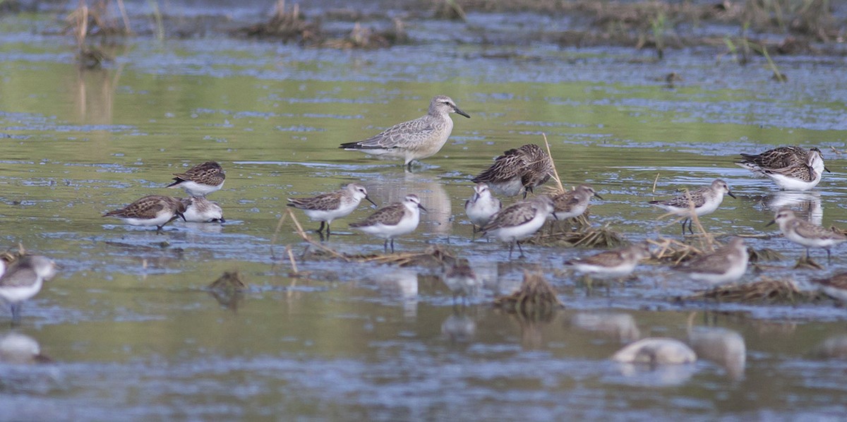 Western Sandpiper - Michael Todd