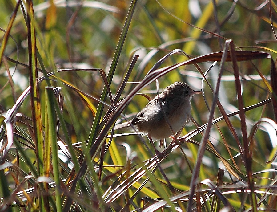 Zitting Cisticola - ML38888991