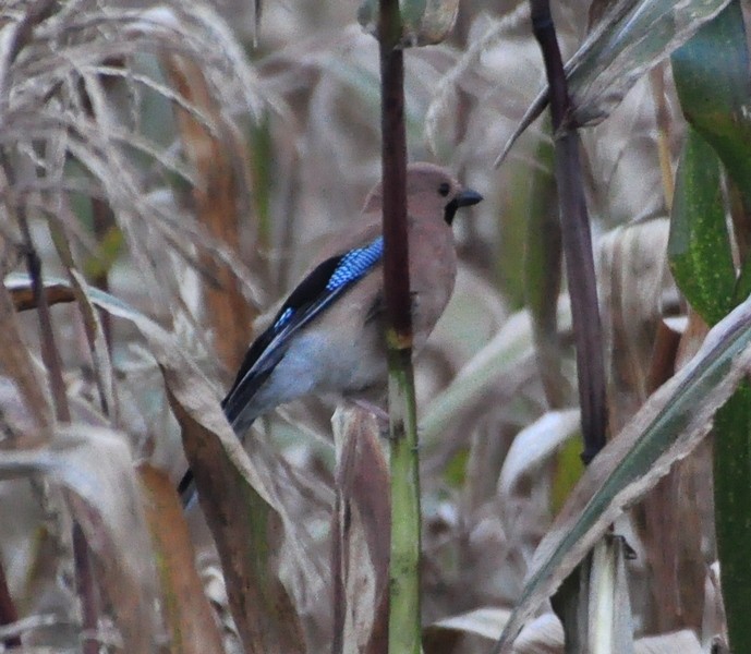 Eurasian Jay - ML388890101