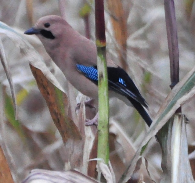 Eurasian Jay - ML388890111