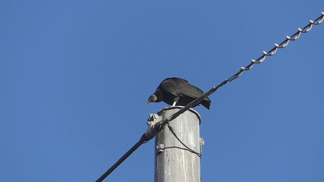 Black Vulture - ML388890461