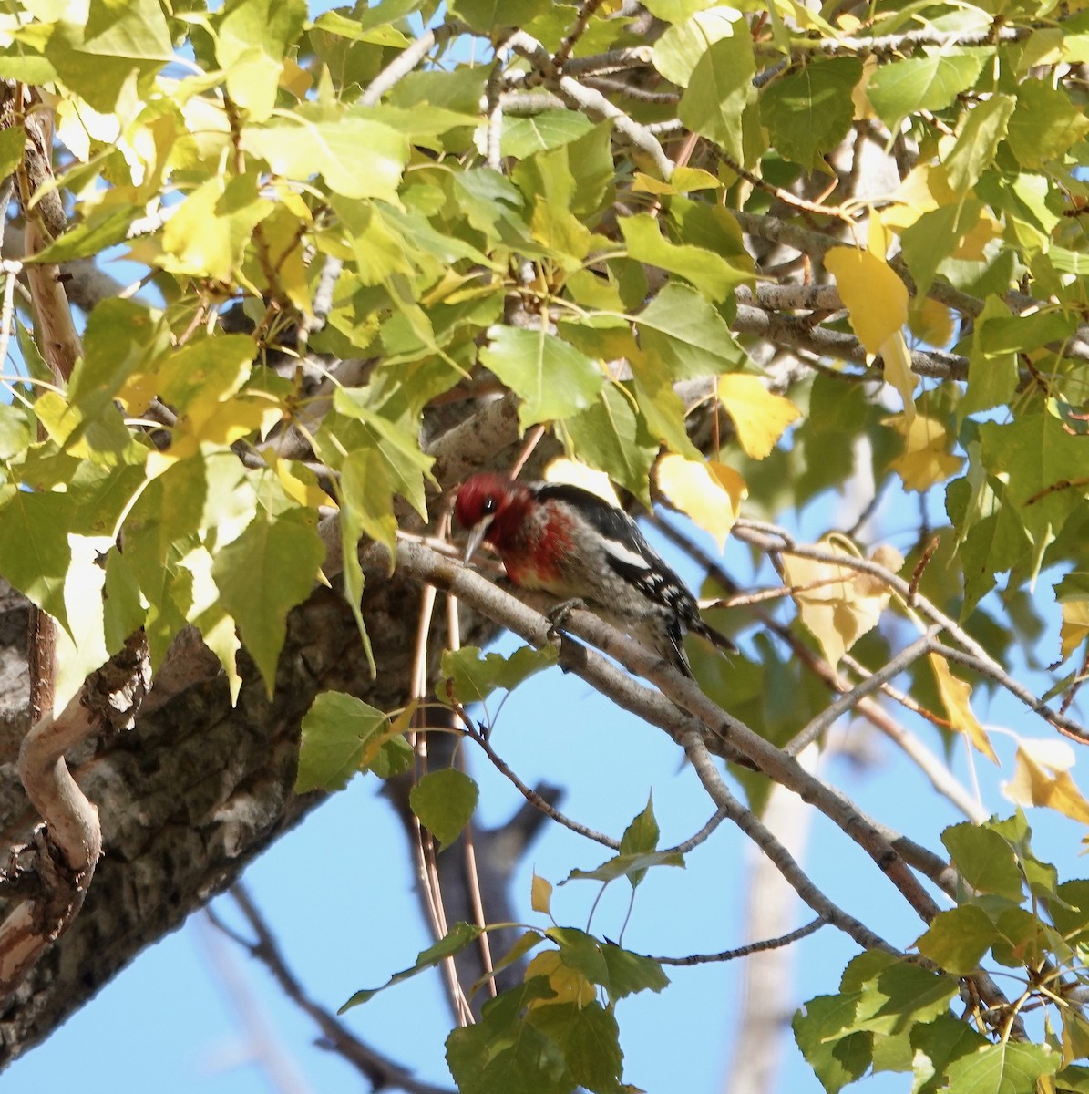 Red-breasted Sapsucker - ML388891461