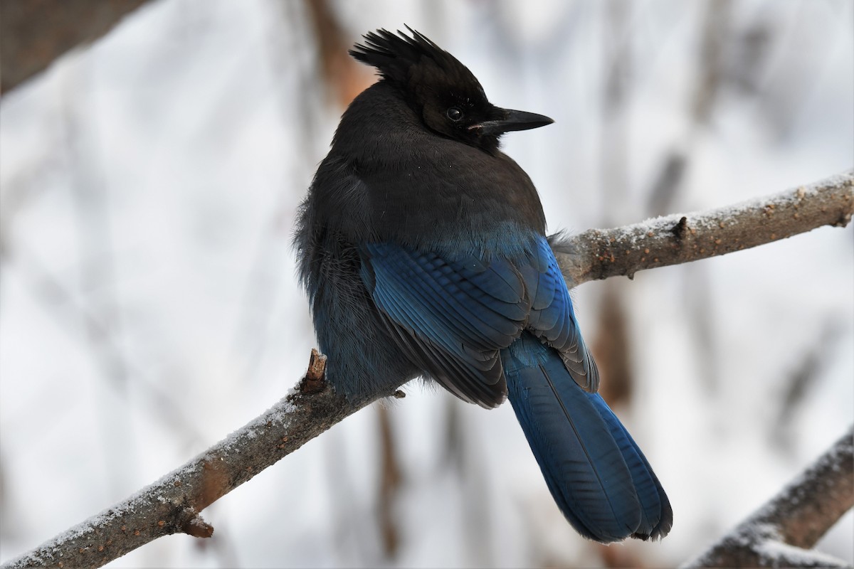 Steller's Jay - Timothy Piranian