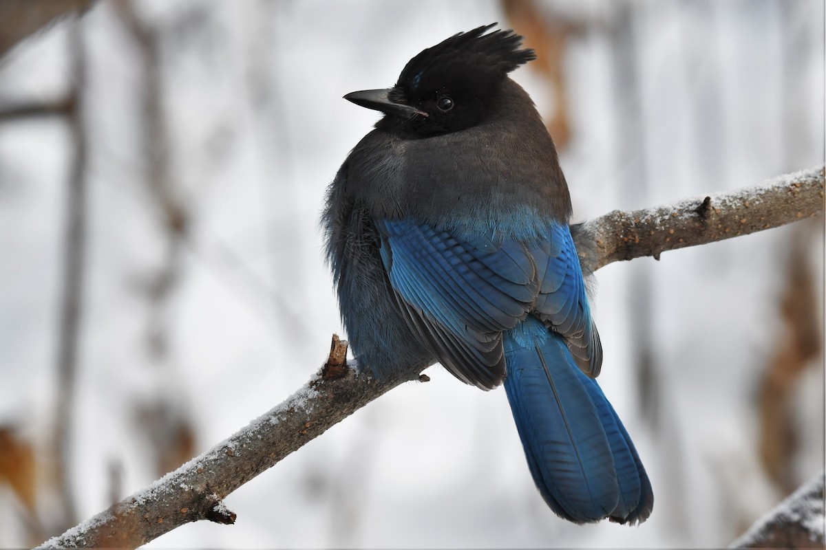 Steller's Jay - ML388891781