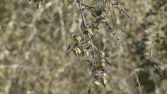 lesňáček žlutoskvrnný (ssp. coronata) - ML388892221