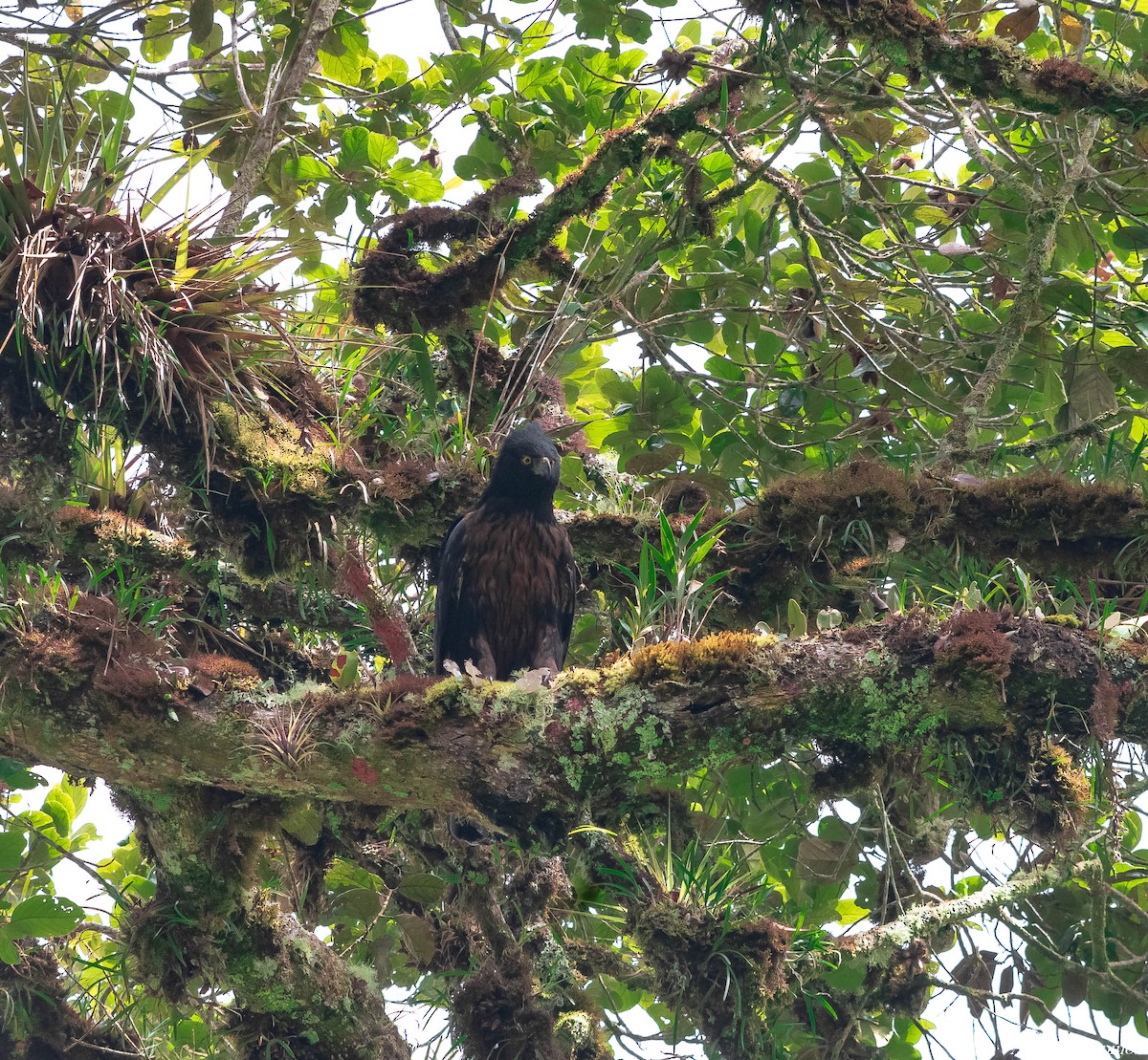 Black-and-chestnut Eagle - ML388892321