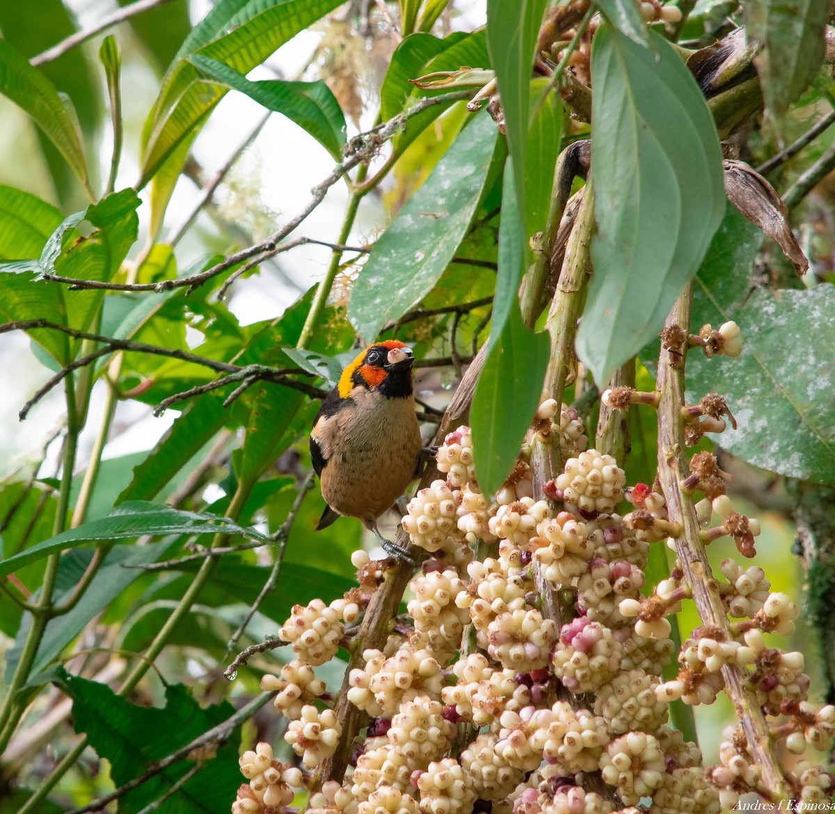 Flame-faced Tanager - ML388892491