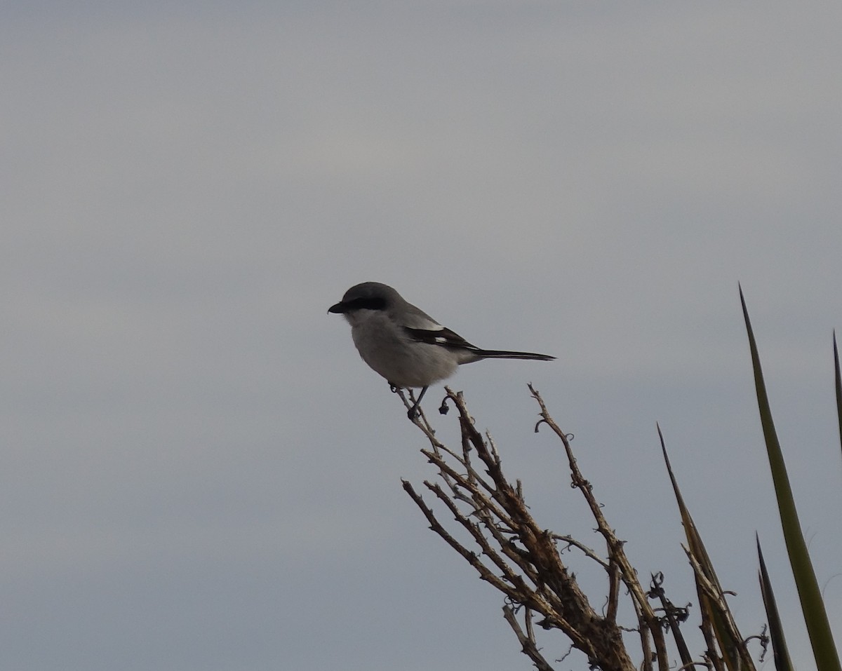 Loggerhead Shrike - ML388894501