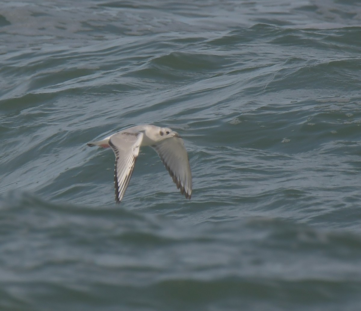 Bonaparte's Gull - ML388896391