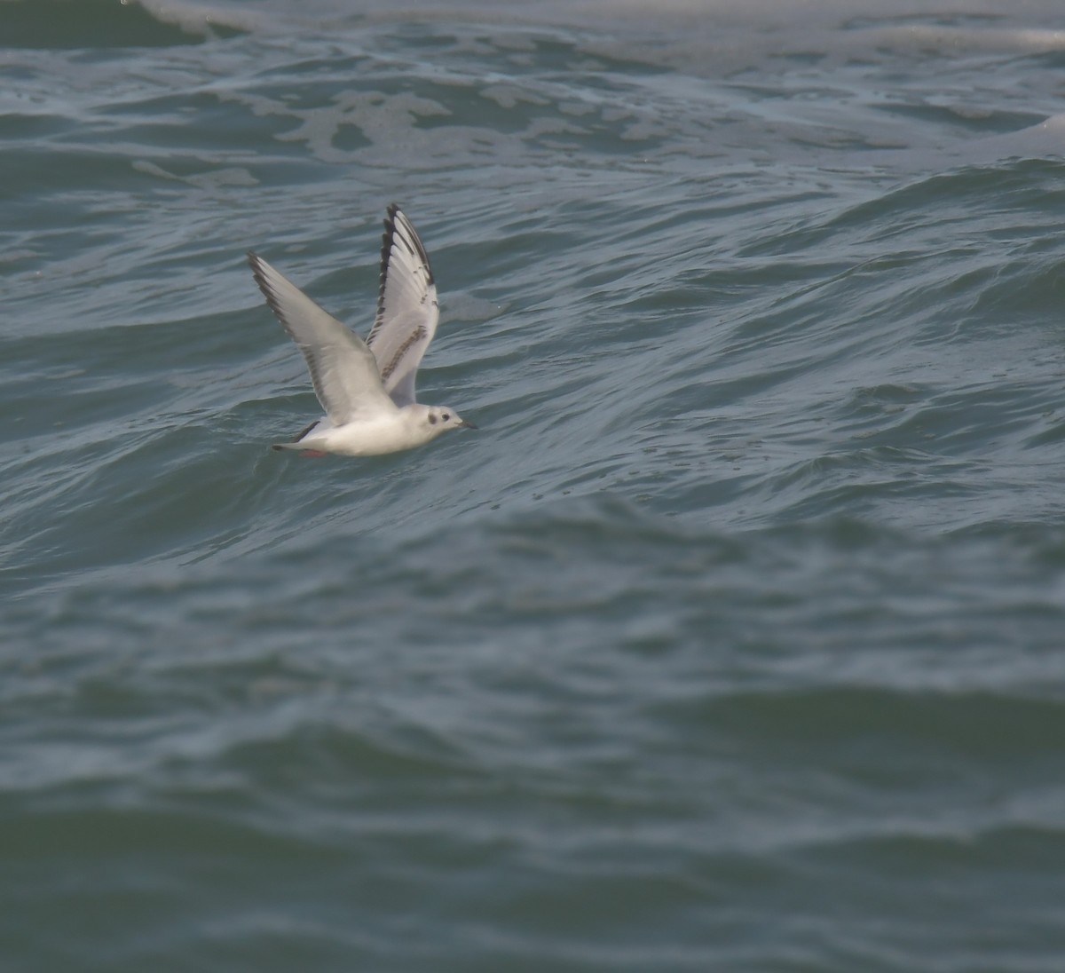 Bonaparte's Gull - ML388896401