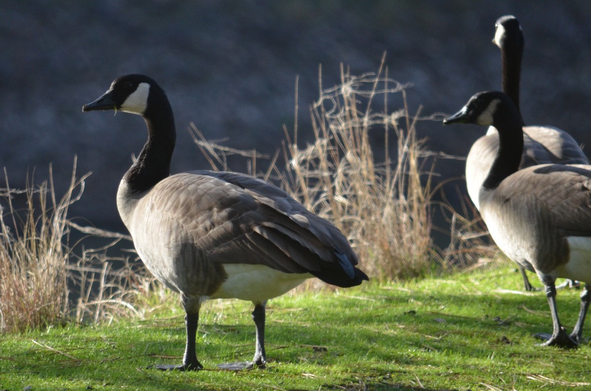 Canada Goose - Lary Brown