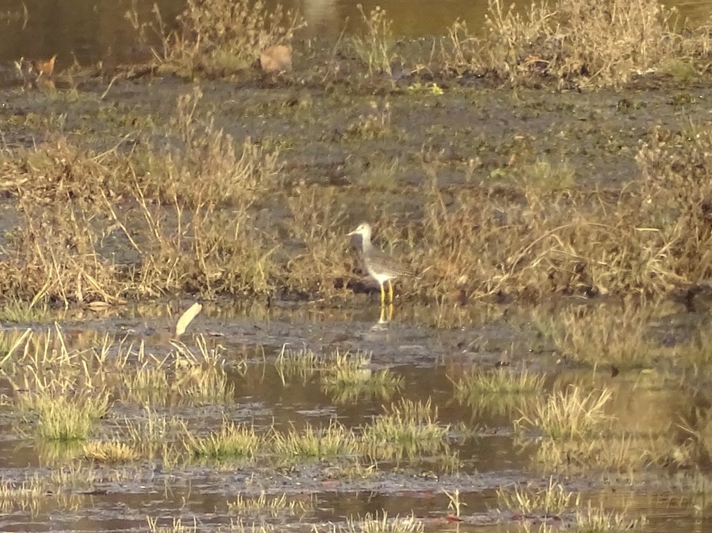 Lesser Yellowlegs - ML388899211