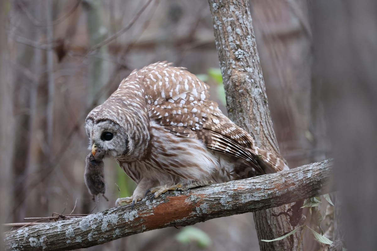 Barred Owl - Yves Lajoie