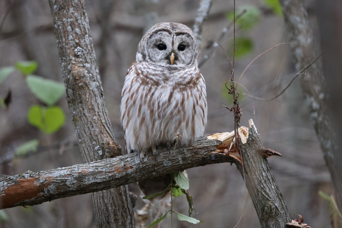 Barred Owl - Yves Lajoie