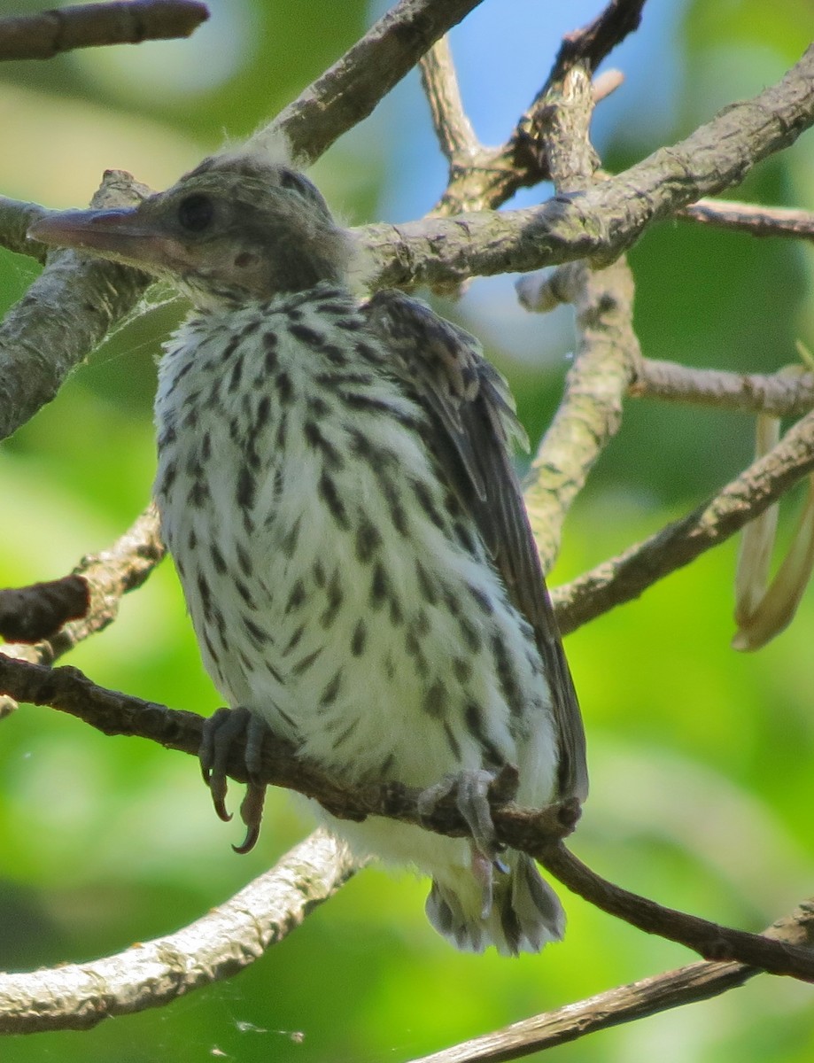 Olive-backed Oriole - ML388899871