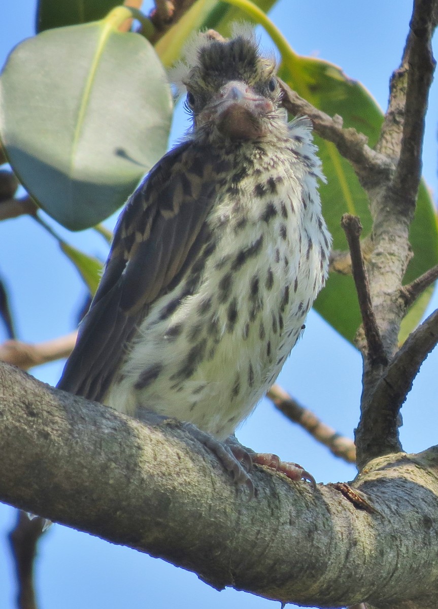 Olive-backed Oriole - ML388899891