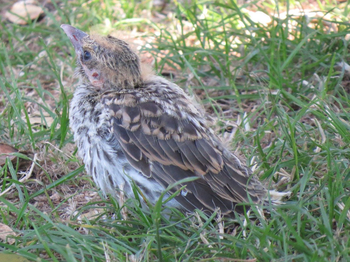 Olive-backed Oriole - ML388899921