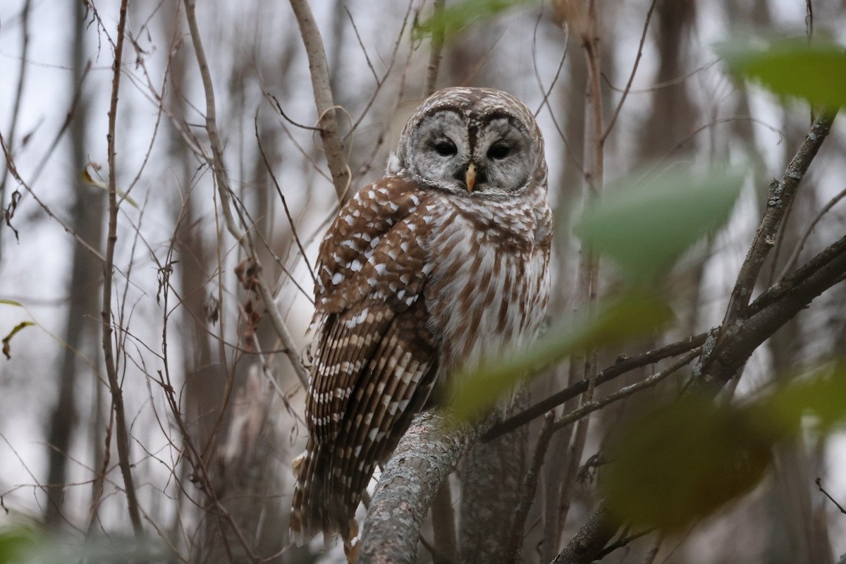 Barred Owl - Yves Lajoie