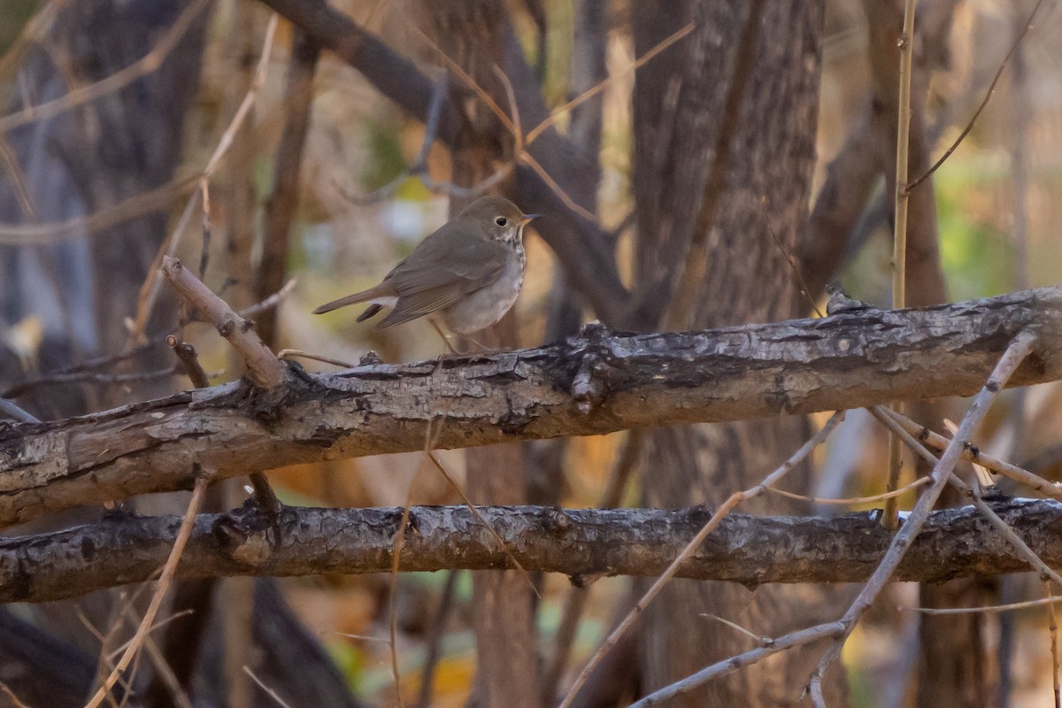 Hermit Thrush - ML388900311