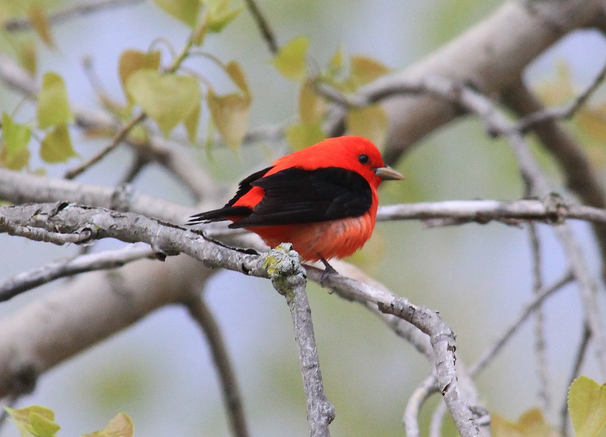 Scarlet Tanager - ML38890081