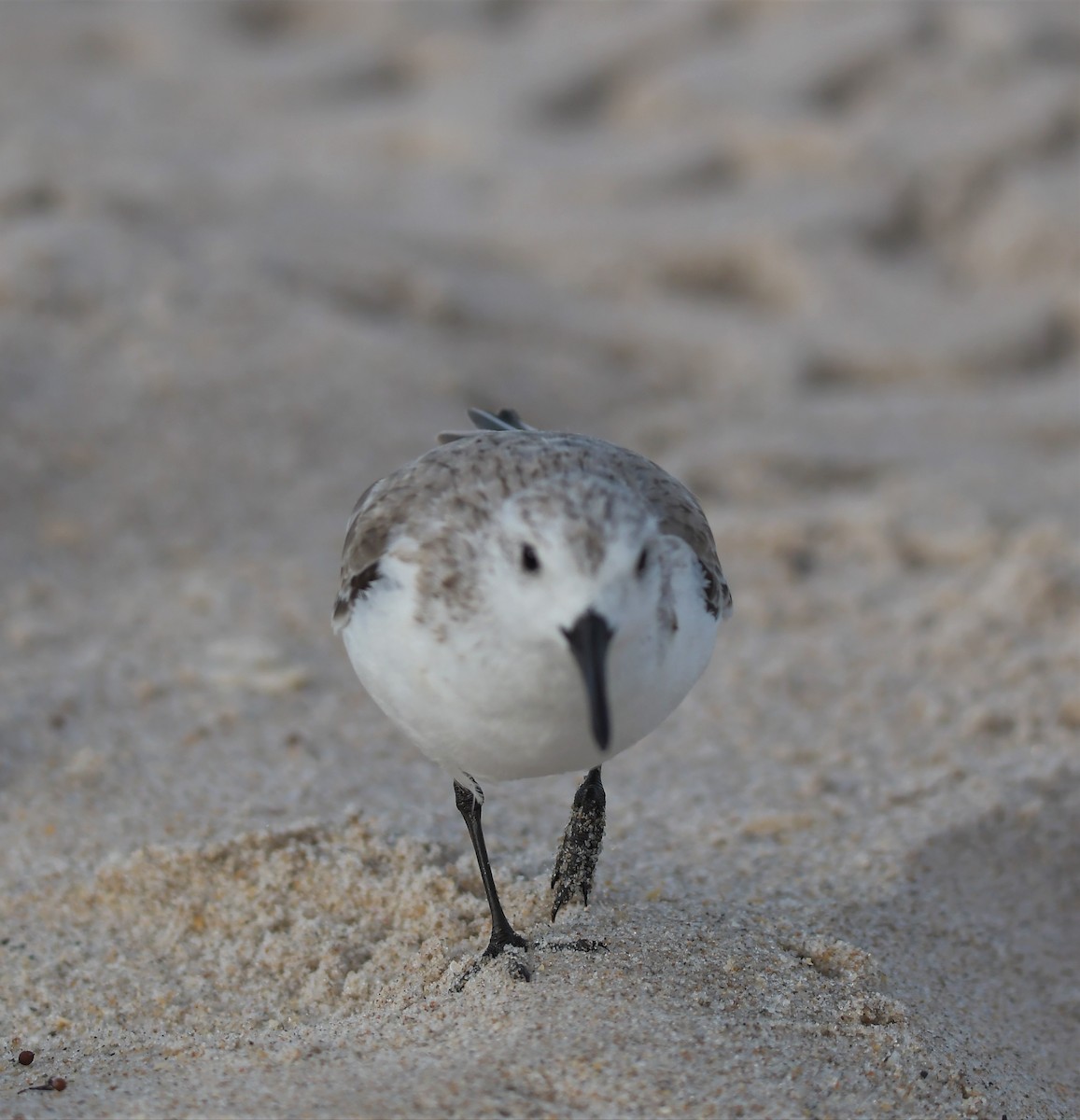 Sanderling - ML388901111