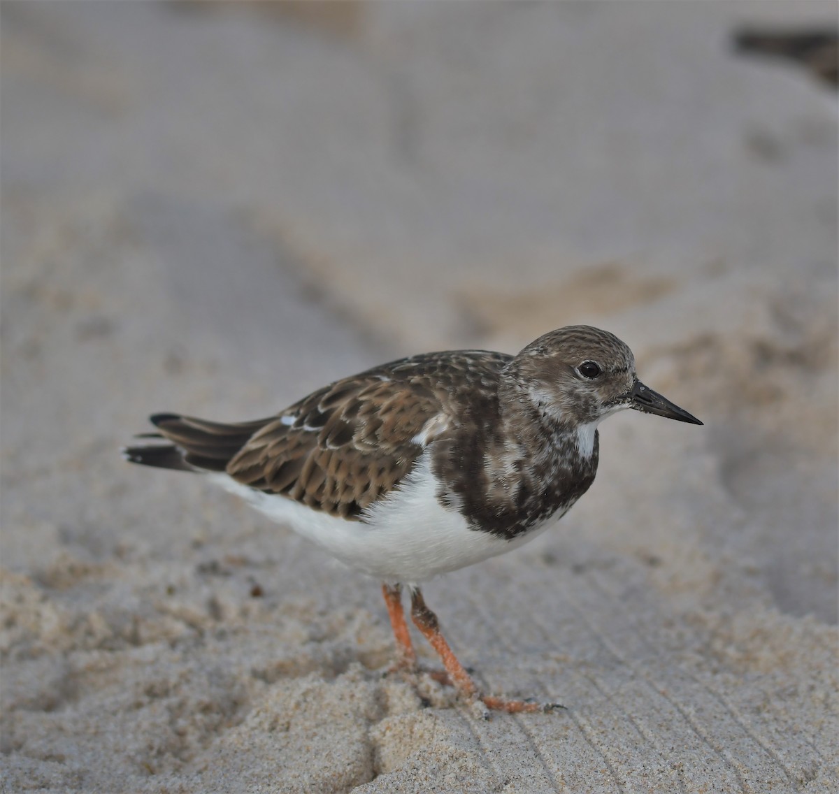 Ruddy Turnstone - ML388901241