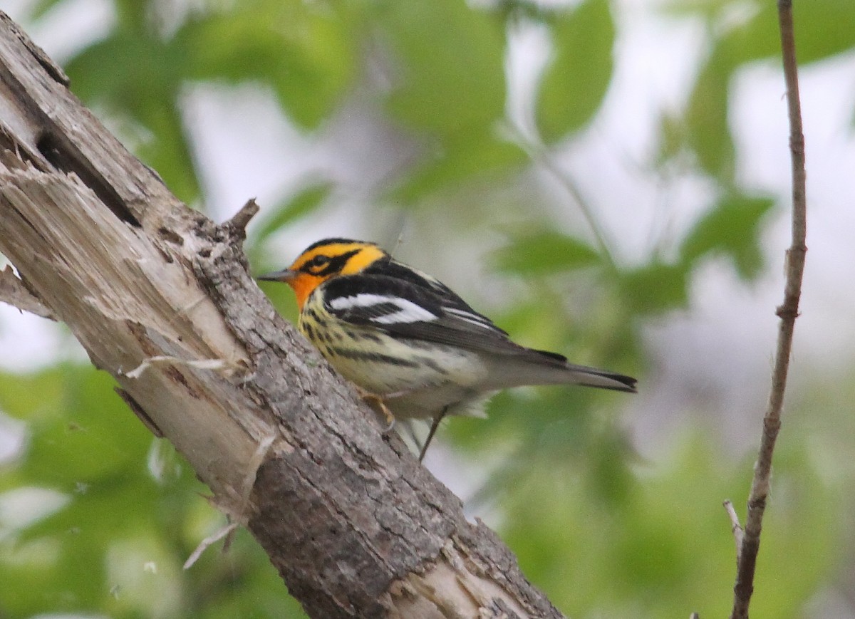 Blackburnian Warbler - ML38890141