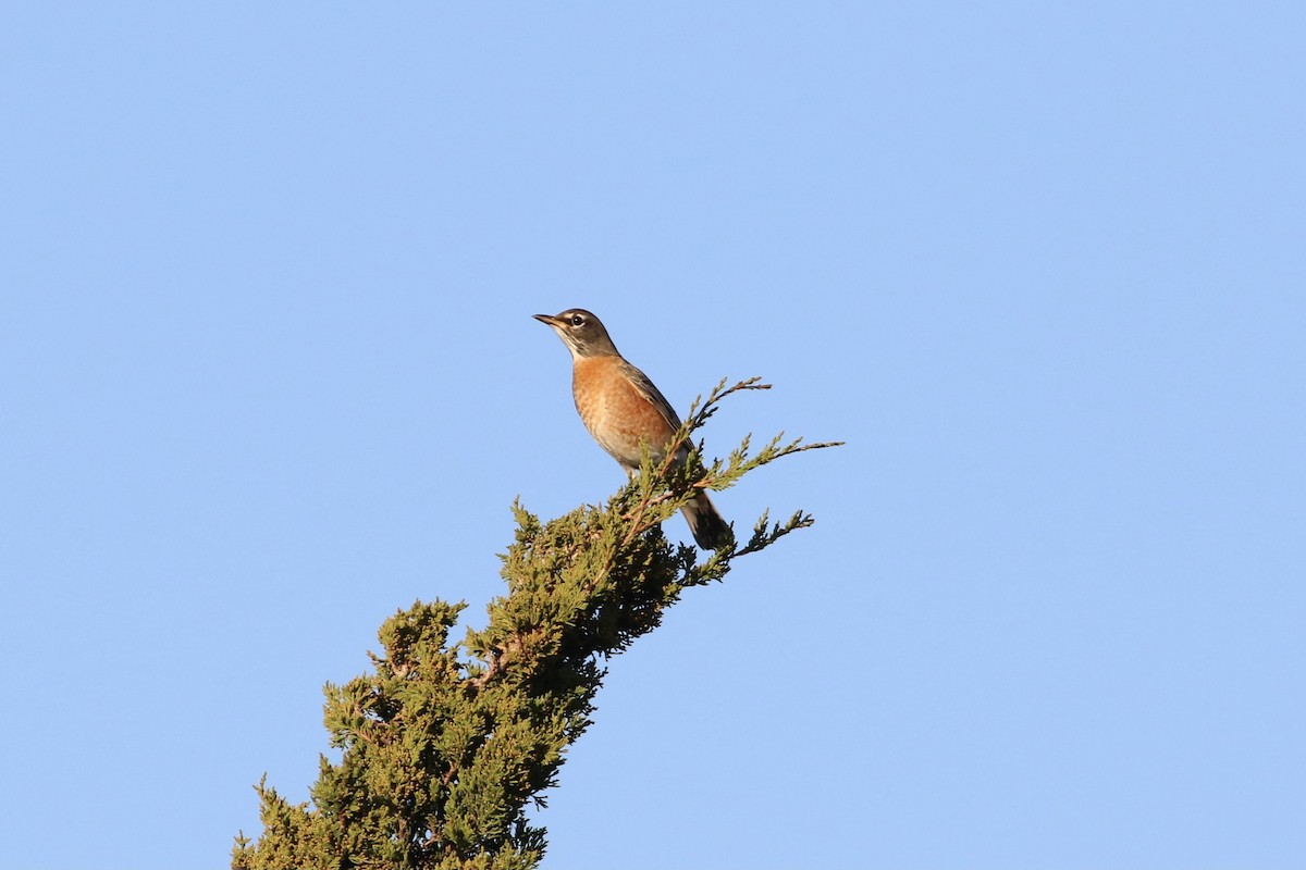 American Robin - ML388901481