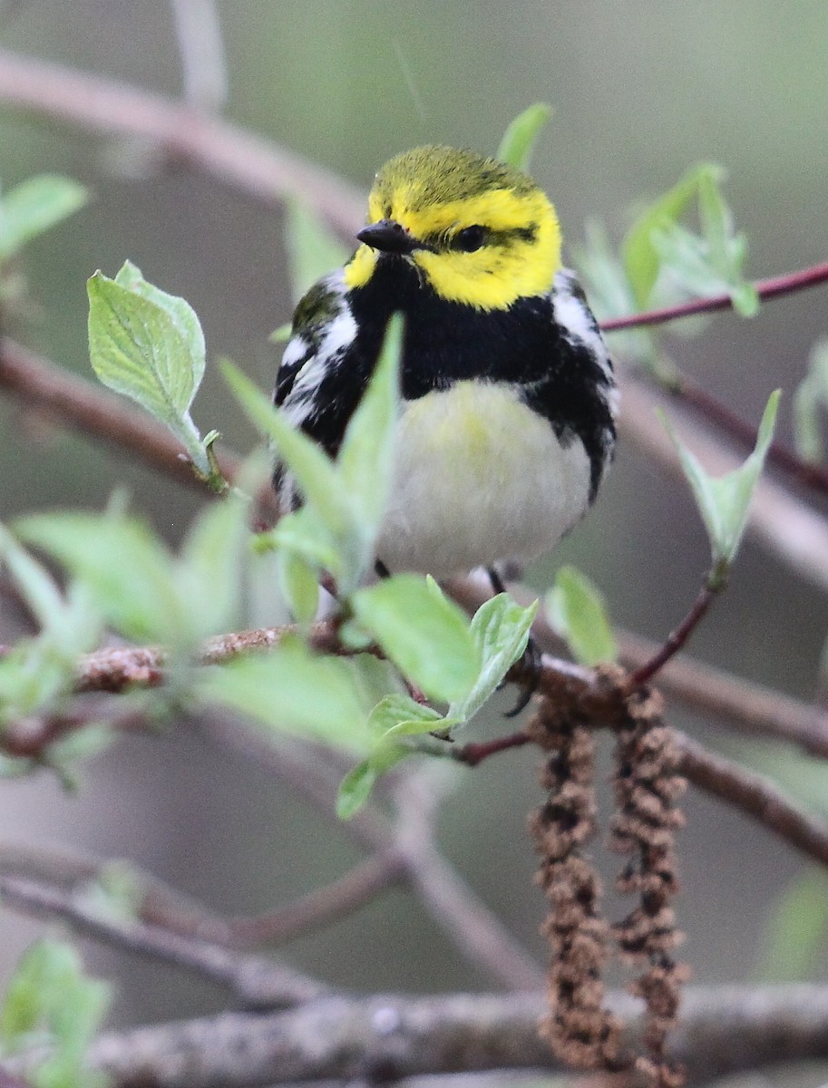 Black-throated Green Warbler - ML38890151