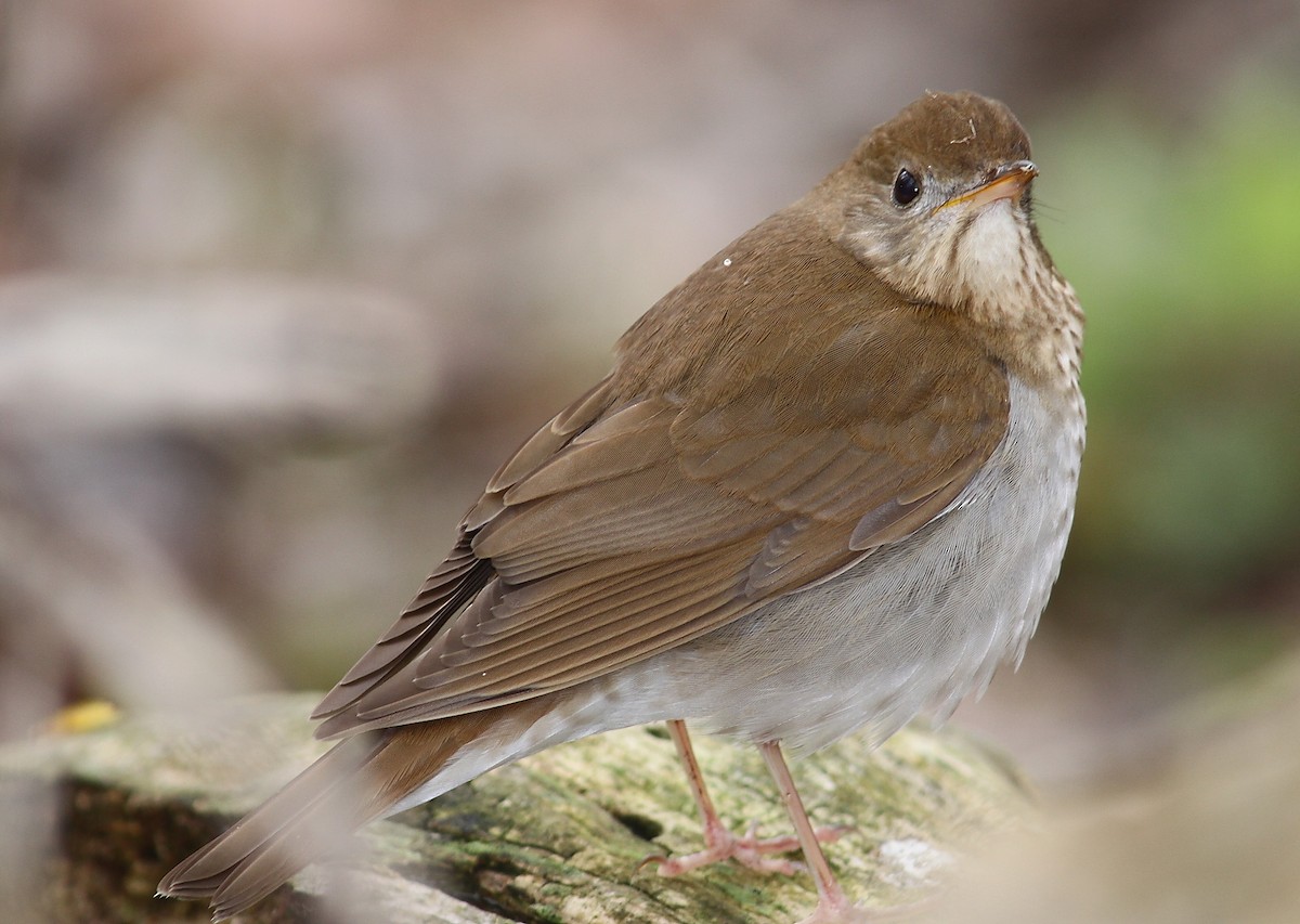 Veery - ML38890171