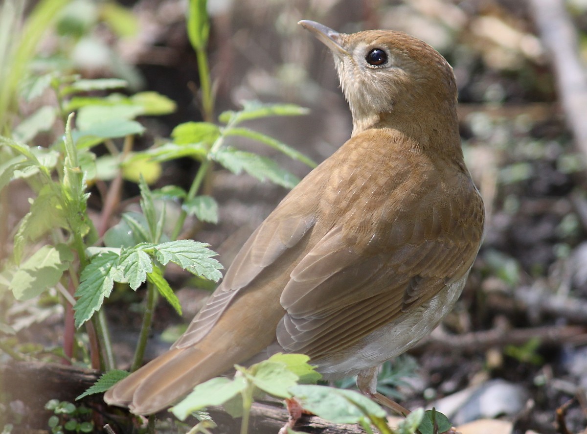 Veery - ML38890181