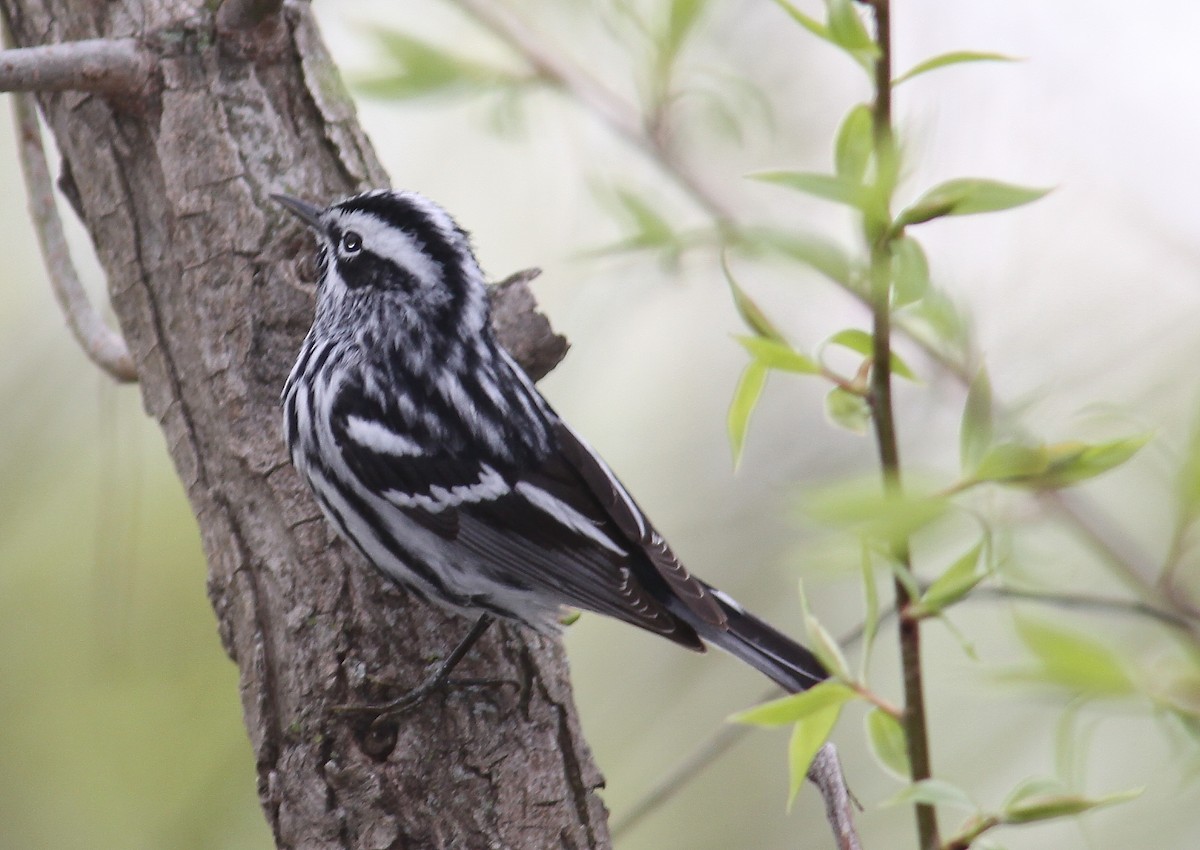 Black-and-white Warbler - ML38890211