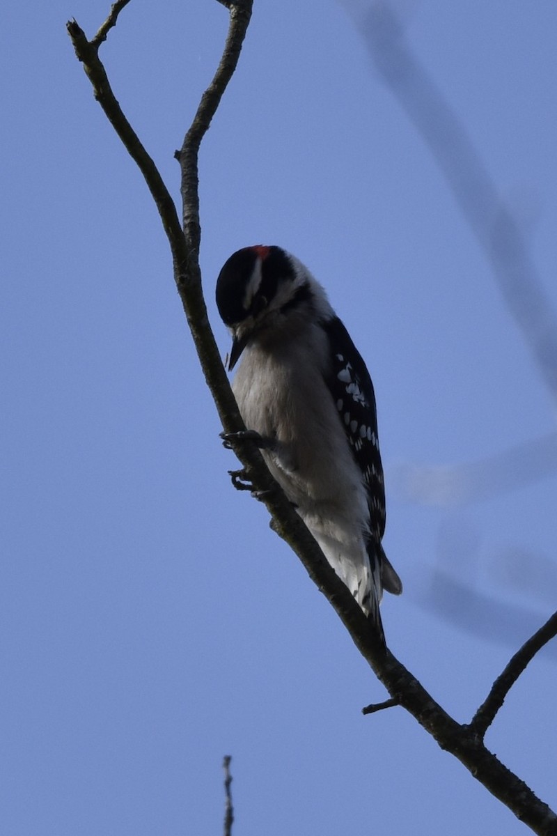 Downy Woodpecker - ML388902311