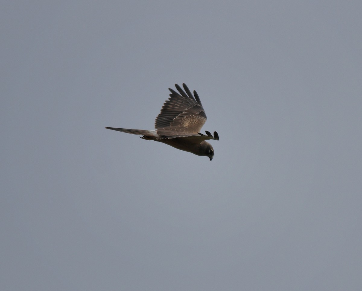 Montagu's Harrier - ML388902341