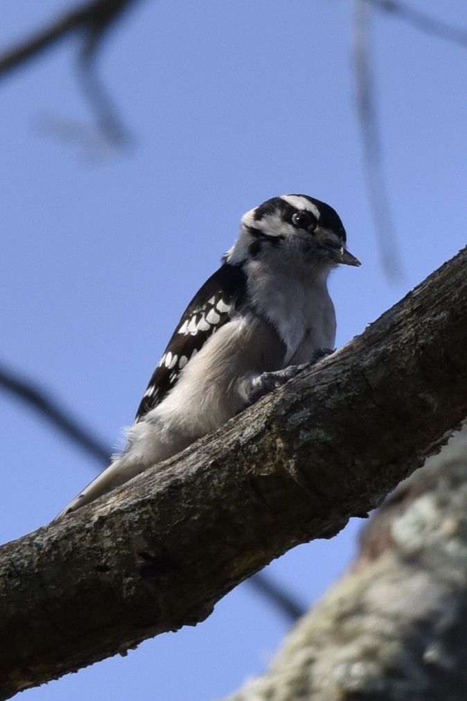 Downy Woodpecker - Lynn Kohler