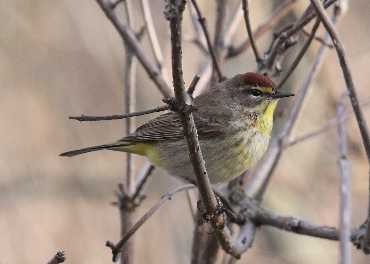 Palm Warbler - ML38890251