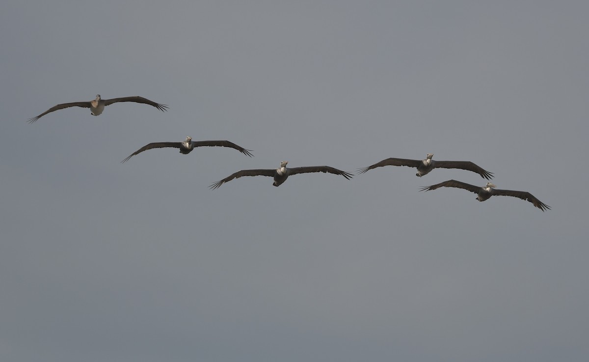 Brown Pelican - ML388902731