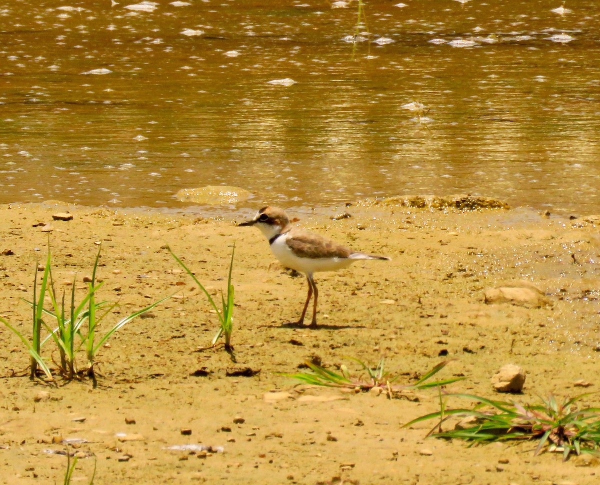 Collared Plover - ML388902771