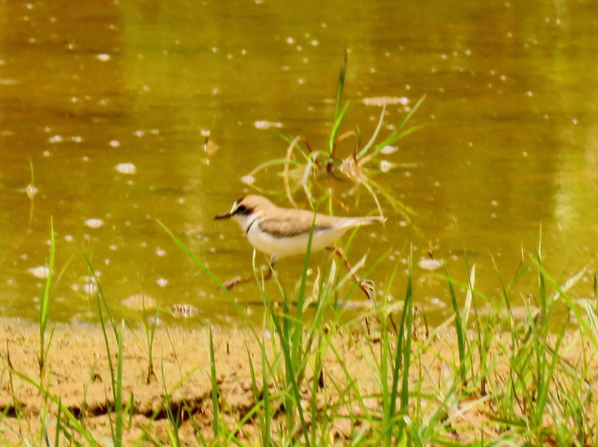 Collared Plover - ML388902781