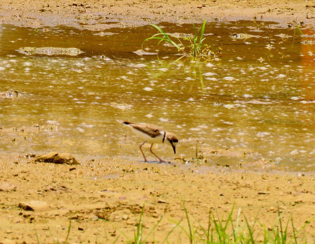 Collared Plover - ML388902811