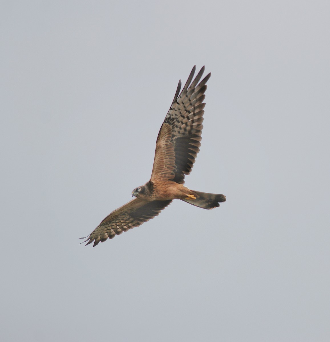 Montagu's Harrier - ML388902831